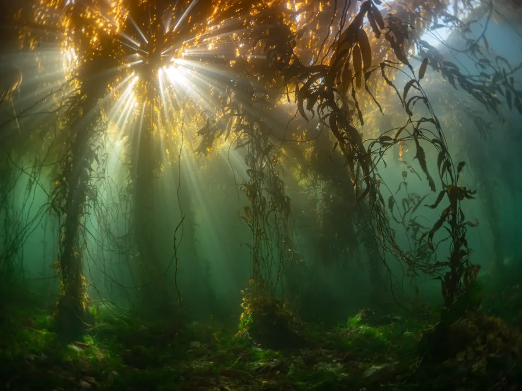Oris Aquis Kelp Forest Limited Edition Foresta di kelp gigante fotografata sott'acqua da Francis Pérez, ambasciatore Oris